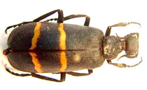 Blister beetle. 