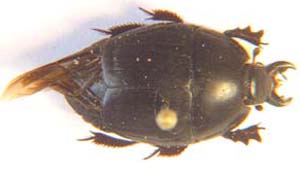 Histerdae sp.