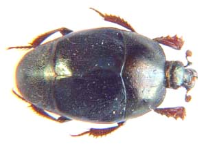 Histerdae sp.