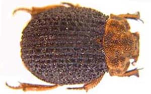 Trox foveolatus