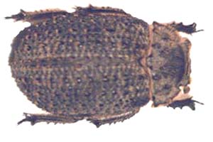 Trogidae sp. 2.