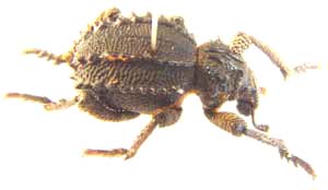 Brachycerus sp.