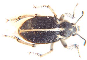 Pachyndtelus sp.