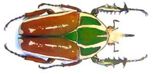 Mecynorhina ugandensis kuntzeni. Tesar.