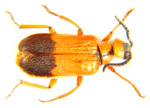 Leaf beetle sp.