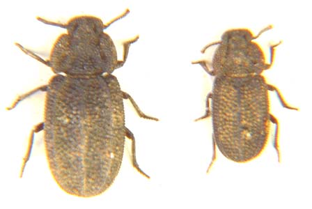 Tenebrionidae sp.