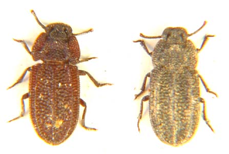 Tenebrionidae sp.