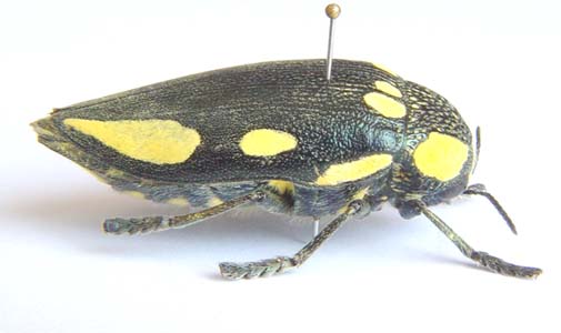 Sternocera orissa. Buquet.  f yellow.