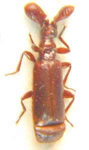 Paussus c. f. spinicoxis