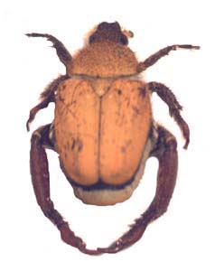 Hopliini sp