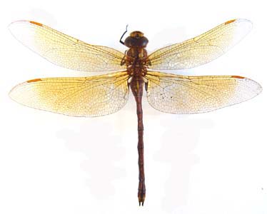 Dragonfly sp.