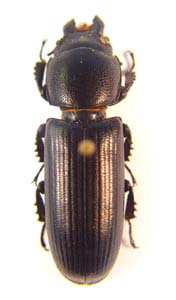 Passalidae sp.