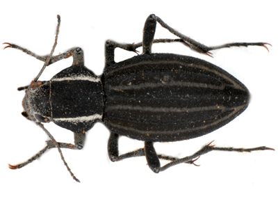 Somaticus sp