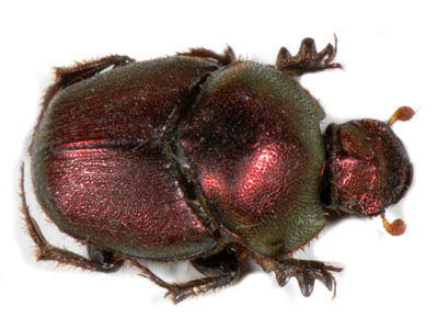 Dung Beetle sp