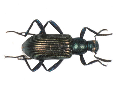 Strongylium purpuripenne