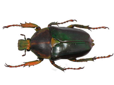 Neptunides polychrous fuscipennis f green.