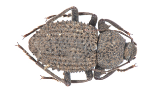 Psorodes boyeri.
