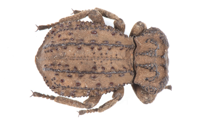 Pseudomachla verrucota. 