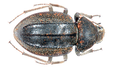 Trachynotus (Somaticus) grisens. Faur