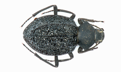 Trachynotus (Somaticus) haagi. Per