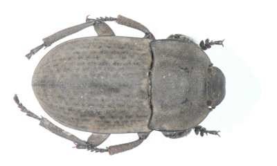Trigonopus victus Per. 