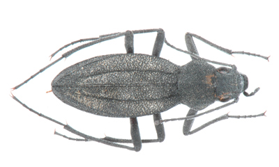 Trachynotus (somaticus) fracilipes. Haag
