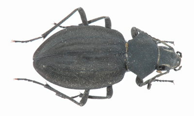 Trachynotus boemawni. Gaerdesi