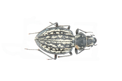 Trachymotus bipunctatus. Grunad