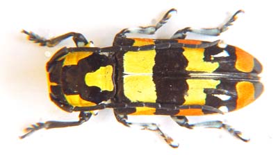 Tragocephala  sp.