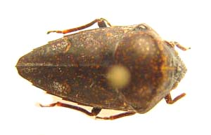 Elvisura sp.  Scutelleridae.