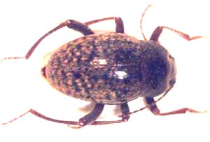 Diestecopus erodioides