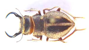 Calognathus chevrolati ebezlanzi. Kock