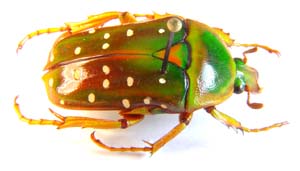 Aphelorhina neumanni ruteri. Allard.