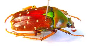 Aphelorhina neumanni ruteri  f rufino. Allard.