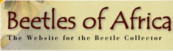 Beetles of Africa :: The website for the Beetle Collector