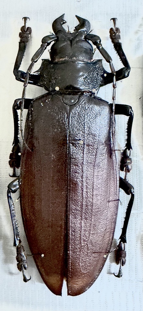 Large Beetles
