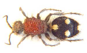 Trispilotilla sp. (Velvet ant)