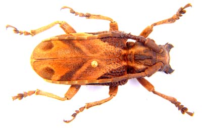 Phryneta semirasa. red brown form.