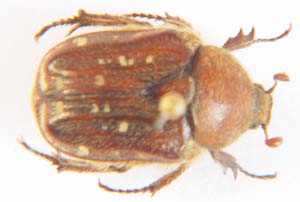 Cetonia sp