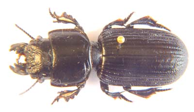 Passalidus fortipes.