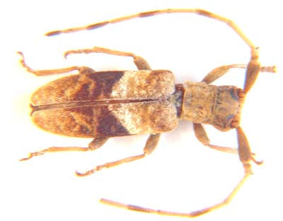 Cerambycidae sp.