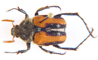 Eriopaltastes evansi.  Ricchiardi.