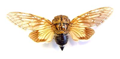 Platypleura sp.