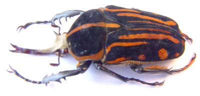 Chelorrhina kraatzi marlenae. 