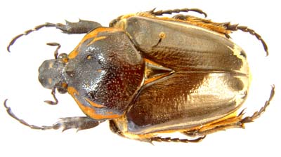 Goliathus cacicus. Oliver. ab nigripennis.