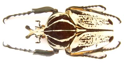 Goliathus goliatus conspersus. var
