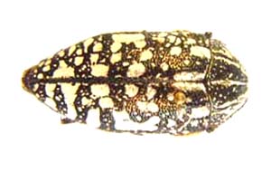Julodis humeralis. Gory. var.A