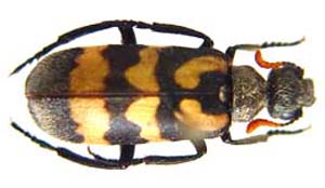 Meloidae sp.
