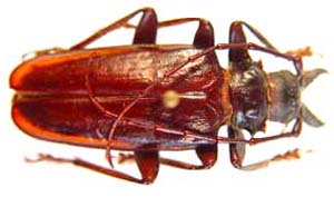 Prionidae sp.
