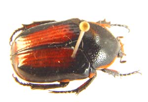 Apocnosis striata. intermeade f.